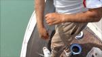 حداق شعم أزرق مارس 2012 الكويت