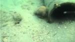 الغوص بالكويت، بنيدر Diving in Bnaidr, Kuwait
