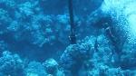 Diving .. غوص .. فسكرة بوفواز