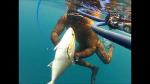 spearfishing in kuwait 2013 part 2