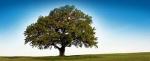 Kuwait always committed to preserving the environment